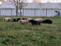 Waldschafherde 26.10.2024