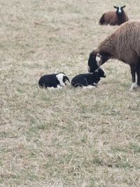 Zwartbles_14.04.2022_03